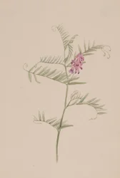 Vicia americana, vers 1917-1918