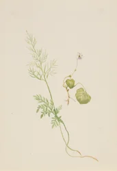 Viola palustris, vers 1917-1918
