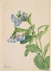Myrtille de Virginie (Mertensia virginica)