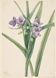 Tradescantia virginiana