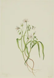 Claytonie de Virginie (Claytonia virginica)