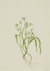 Claytonie de Virginie, 1919