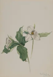 Trille des bois (Trillium grandiflorum)