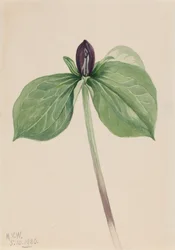 Wake-Robin Trillium sessile, 1920