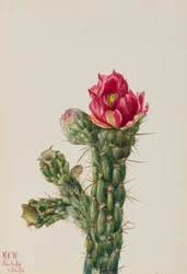 Cholla en bâton (Opuntia imbricata)