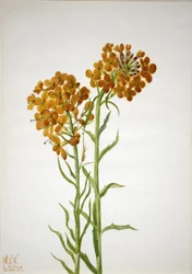 Tournesol (Erysimum wheeleri)