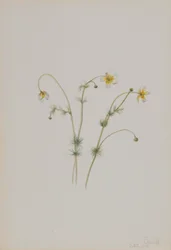 Renoncule aquatique (Batrachium trichophyllum)