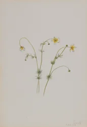Renoncule aquatique Batrachium trichophyllum, 1918