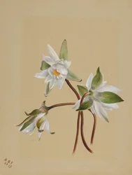 Nénuphars (Castalia odorata)