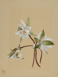 Nénuphars Castalia odorata, 1879