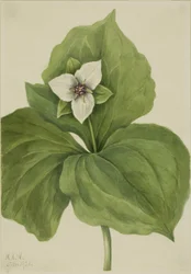 Wax Trillium (album de Trillium)