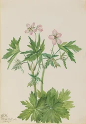 Géranium occidental (Geranium viscosissimum)