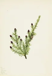 Pruche occidentale (Tsuga heterophylla)