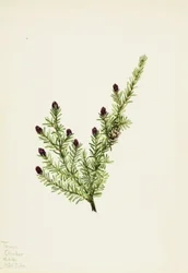 Tsuga hétérophylle de l