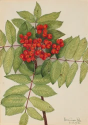 Sorbier occidental (Sorbus sambucifolia)