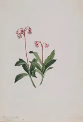 Pipsissewa occidental (Chimaphila umbellata)