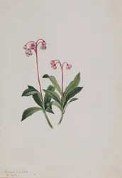 Pipsissewa occidental Chimaphila umbellata, 1902