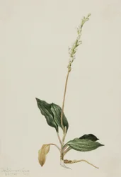 Plantain de l