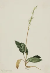 Goodyère rampante occidentale, 1905