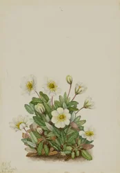 Dryade blanche (Dryas octopetala)