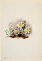 Dryade blanche (Dryas octopetala)