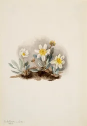 Dryade blanche Dryas octopetala