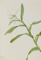 Epidendron blanc (Epidendrum nocturnum)