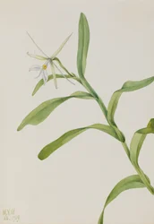 Épidendrum blanc Epidendrum nocturnum, 1919