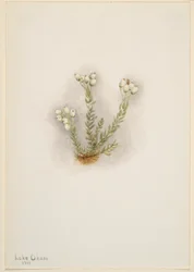 Bruyère blanche (Phyllodoce grandiflora)