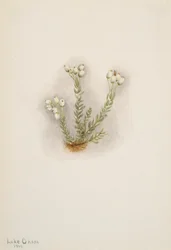 Bruyère blanche Phyllodoce grandiflora, 1901