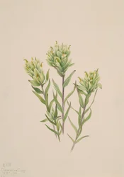 Castilleja occidentalis, 1920