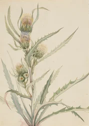 Chardon blanc Cirsium hookeranum, n.d.