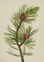 Pin à écorce blanche (Pinus albicaulis)