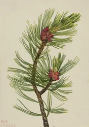 Pin à écorce blanche, 1924