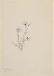 Lin sauvage (Linum lewisii)