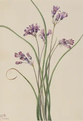 Jacinthe sauvage (Brodiaea pulchella)