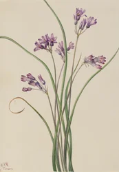 Jacinthe sauvage Brodiaea pulchella, 1927