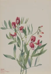 Pois sauvage Lathyrus decaphyllus