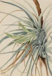 Ananas sauvage (Tillandsia fasciculata)