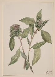 Saule (Salix)