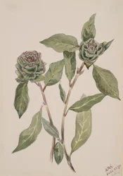 Saule Salix