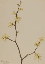 Hamamélis de Virginie, 1917