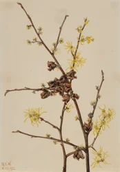 Hamamélis (Hamamelis virginiana)