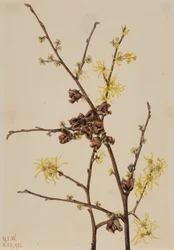 Hamamélis de Virginie, 1922