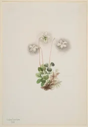 Monésie des bois (Moneses uniflora)