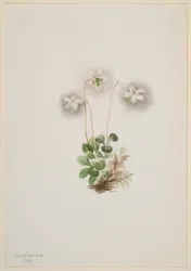 Dryade Moneses uniflora, 1902