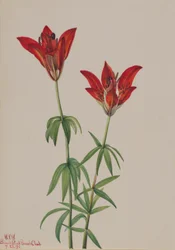 Lis des bois (Lilium philadelphicum)