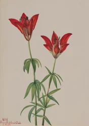 Lys des bois Lilium philadelphicum, 1932
