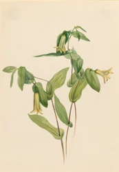 Sentinelles des bois (Uvularia perfoliata)