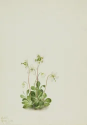 Nymphe des bois (Moneses uniflora)